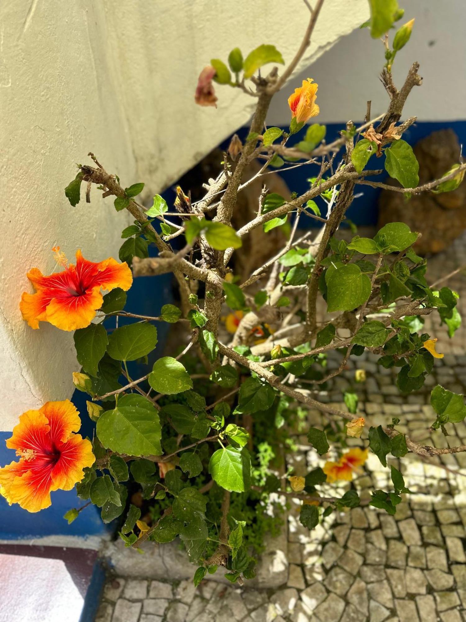 オビドス Casa Do Poco Bed & Breakfast エクステリア 写真